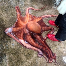 동해안 수협 경매 대왕문어 자연산 피문어 10kg 이상 대문어 시세 참문어 제수용문어, 대왕피문어 10kg