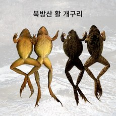 개구리 북방산개구리 겨울 보양식 알배기 살아있는 식용개구리, 숫넘, 1개