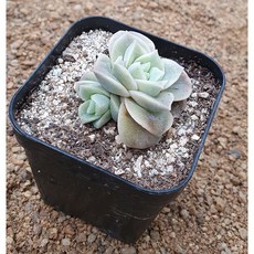러블리매직