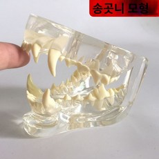 수의학 모형 치아모형 고양이 피규어 이빨 강아지 구강 동물병원, 고양이 이빨 모형