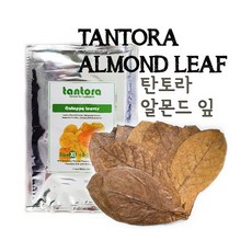 탄토라 알몬드잎 [12~18cm] [중] [벌크포장], 단품