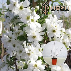 더브라이드