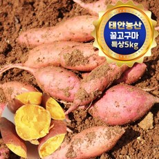 태안농산 해풍맞고 자란 꿀고구마 특상(100g-290g) 5Kg, 1개