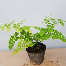 콩플라워 아디안텀 재입고