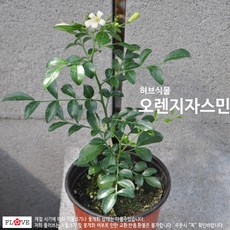 식용자스민