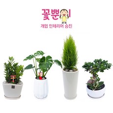 꽃뿐이 탁상용 화분 금전수 산세베리아 테이블야자 스투키 몬스테라 맛상 율마 안시리움 인삼팬다 개업 인테리어 선물 축하 승진 키우기 쉬운 관엽식물 소형 중형 화초 화분, 원형 사기분
