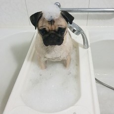 펫클이지워시강아지욕조