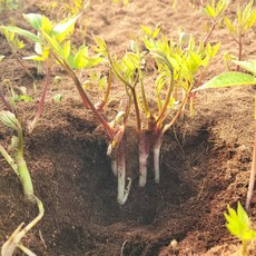 강원도 제철 봄나물 눈꽃 땅두릅 백미향 눈개승마, 250g, 1개