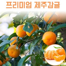 타이벡청귤