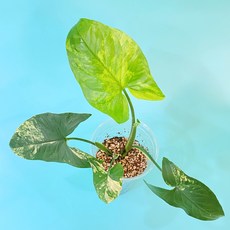 옐로우싱고니움