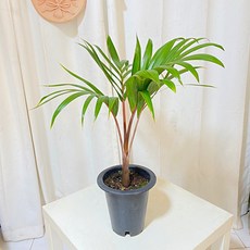 청년농부 주병야자 공기정화식물 야자식물 인테리어식물 식물인테리어