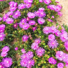 충북하늘위에피어난녹두꽃