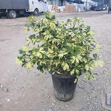 홍콩야자 (무늬홍콩야자) 공기정화식물 희귀식물)