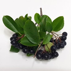올해 수확 햇 아로니아 생과 산지직송, 1박스, 10kg