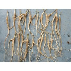 도라지 도라지모종 뿌리 묘종/종근/종자/씨도라지 (1년근) 1kg, 1개