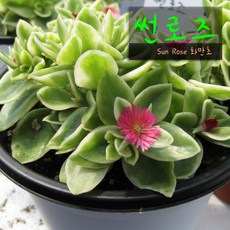 썬로즈