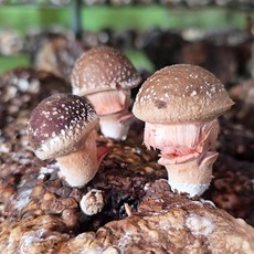 버섯여왕 국내산 참송이버섯 당일수확 농장직송, 1개, 특상품 1kg