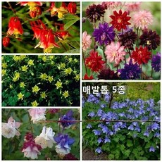 매발톱