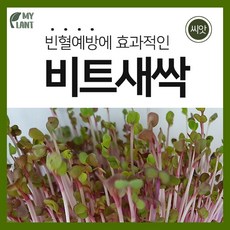 마이플랜트 새싹 비트 씨앗 20g 채소 재배 베란다 텃밭 가꾸기