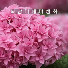 hydrangea 유앤미 퍼펙션 [1포트 복남이네야생화 모종 수국], 1개