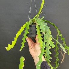 립살리스쇼우