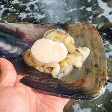 국내산 키조개 관자 관자살 생물 통관자, 1개, 500g