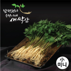 승현이네새싹삼