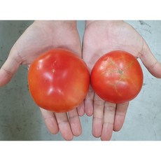 무지개닷컴 쥬스용 토마토 5kg 가정용 못난이토마토, 01. 5kg