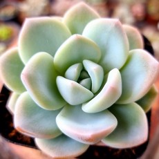 에스디아이씨코리아