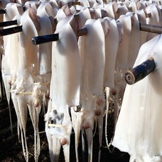 더담 동해 해풍건조 반건조오징어 특대/중/소 10미 원양산오징어, 2개, 원양산 반건오징어 소 5미(450g내외)