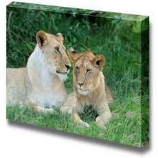 라이오플라이어멜로디