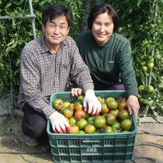 산지직송하재용농가 대저도마도 맛딜 부산대저 권영욱 생산자님 대저토마토 2.5kg 2.5kg(M) 1개