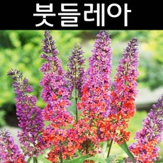 81f5e747eeb2e596d29cd21a44fefb6946e98faa57b2979b4186a03b78c5.jpg