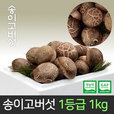 옥천송고버섯