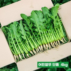 싱싱 국내산 포천 어린열무 1개 어린 열무4kg 수확, 어린열무4kg