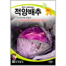 적양배추 300립/적채 씨앗 채소종자 양배추, 1개