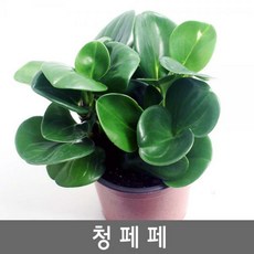 청페88