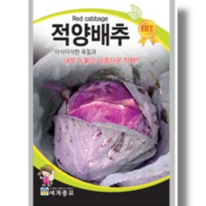 양배추 TOP01