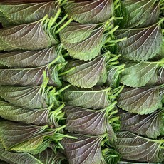 알뜰 국산 깻잎 생 깻잎 생채 깻잎쌈 깬닙 고기 쌈 채소 쌈 야채 반찬거리, 1개, 2kg