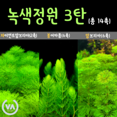 자이언트암브리아