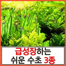 수초하우스) 급성장하는 쉬운 수초 3종...