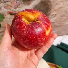 사과중 최고로 불리우는 청송 감홍 햇 꿀 사과 가정용/흠과/못난이 5kg (20~25과)