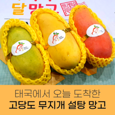 망고 무지개망고 태국 마하차녹 mango, 4kg(12과수 이내), 1개