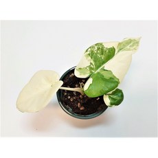 알로카시아마크로리자