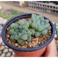 푸꾸옥크라운플라자