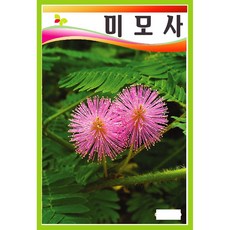 미모사 퓨티카 50립/일년생씨앗판매, 1개