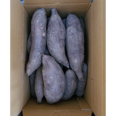 당뇨에 좋은 달콤한 국내산 고품질 평창 햇 야콘 상품, 1개, 5kg