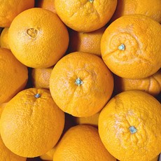 못난이 고당도 오렌지 (블랙라벨), 1개, 5kg (중과 25-34개)