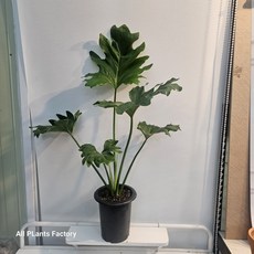 식물공장 필로덴드론 호프셀렘 셀럼 중대품 공기정화 60-80cm 149