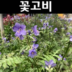 고비나물